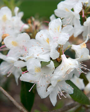 Plancia ëd Rhododendron minus Michx.