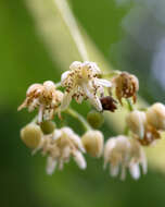 Image of American Basswood