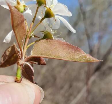 Image of Pacific serviceberry