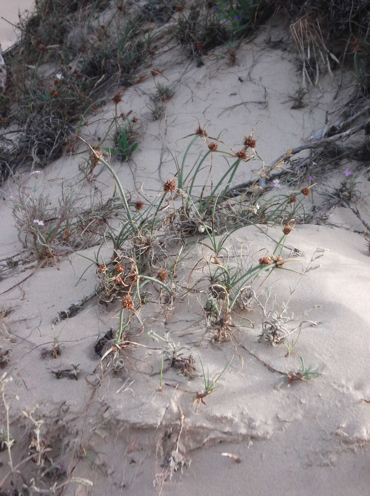 Image de Cyperus capitatus Vand.