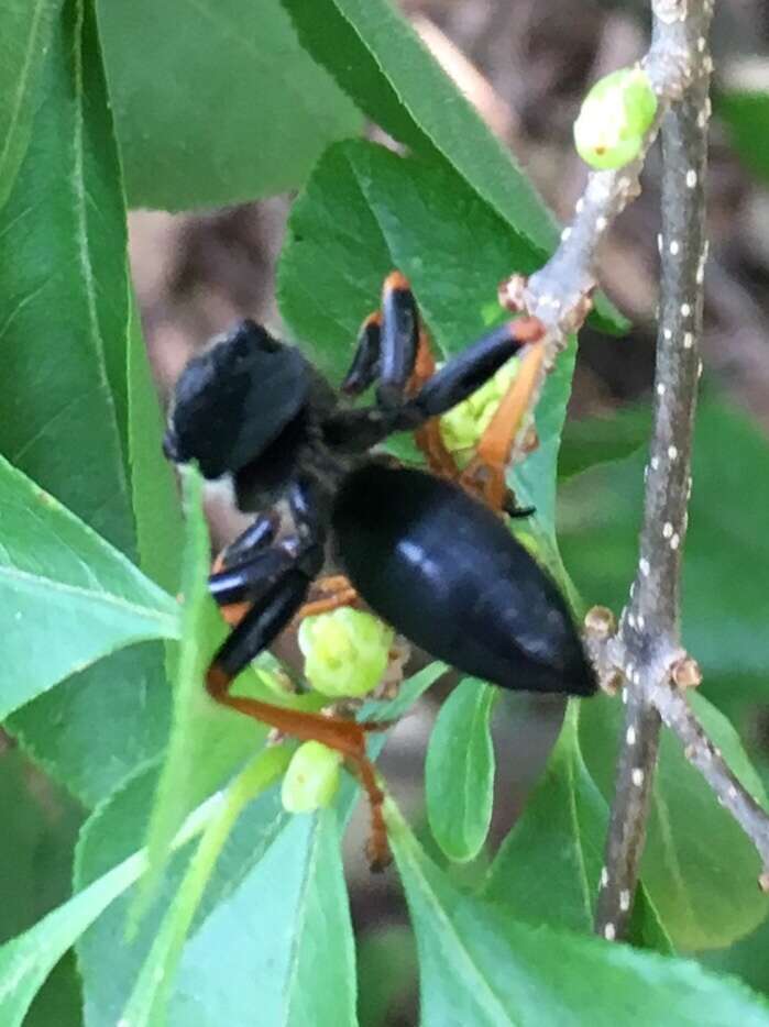 Image of Katydid Wasp