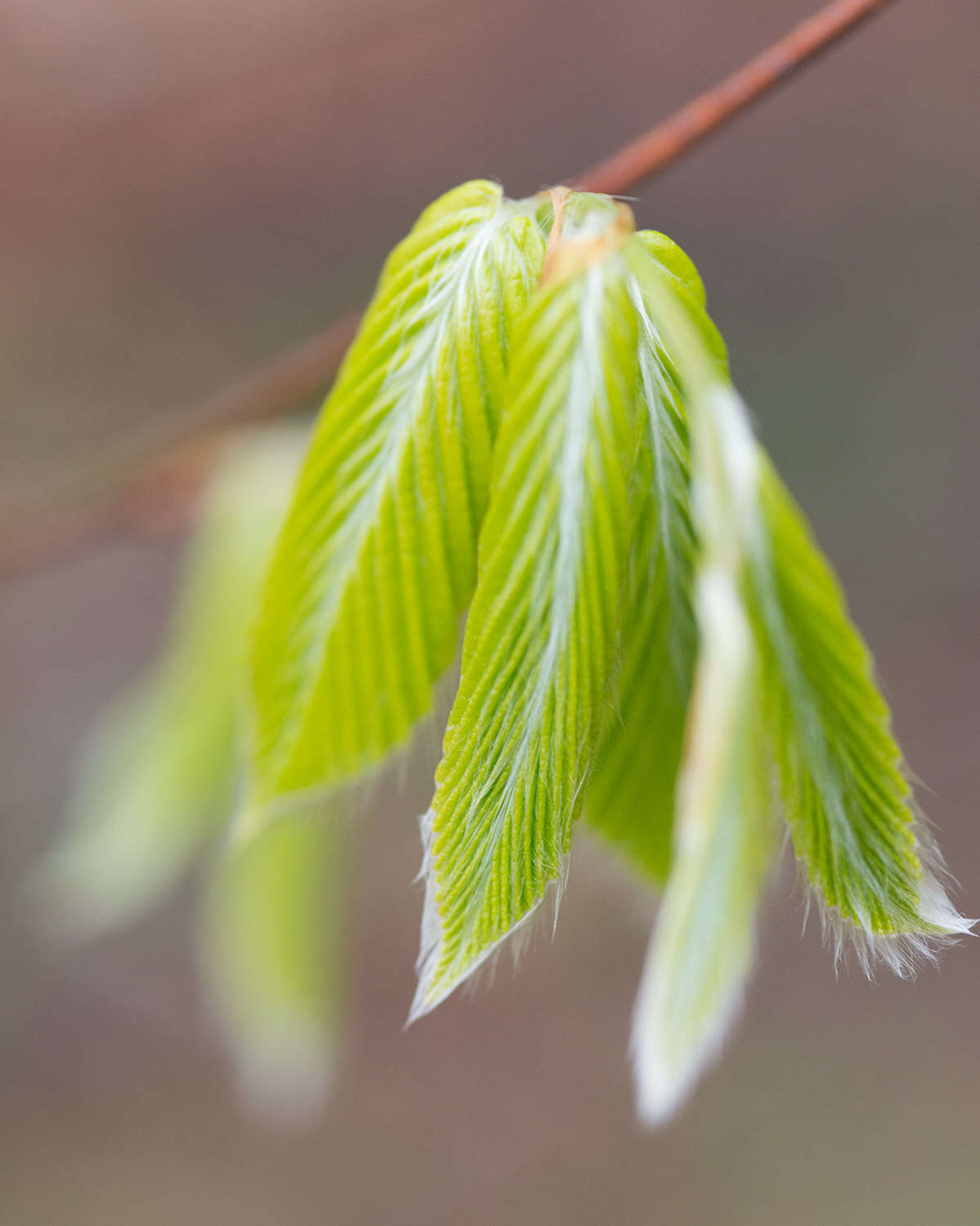 Image de Hêtre à grandes feuilles