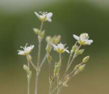 صورة Sabulina glaucina (Dvoráková) Dillenb. & Kadereit