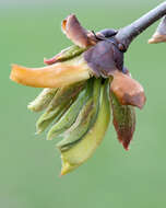 Image of shagbark hickory