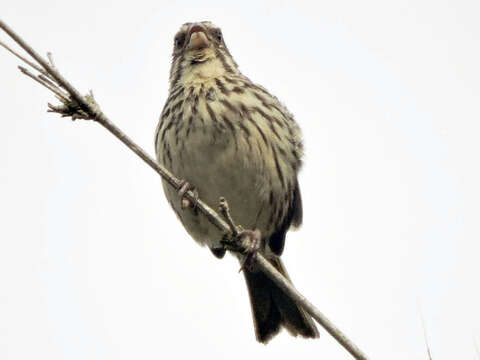 Image of Streaky Seedeater