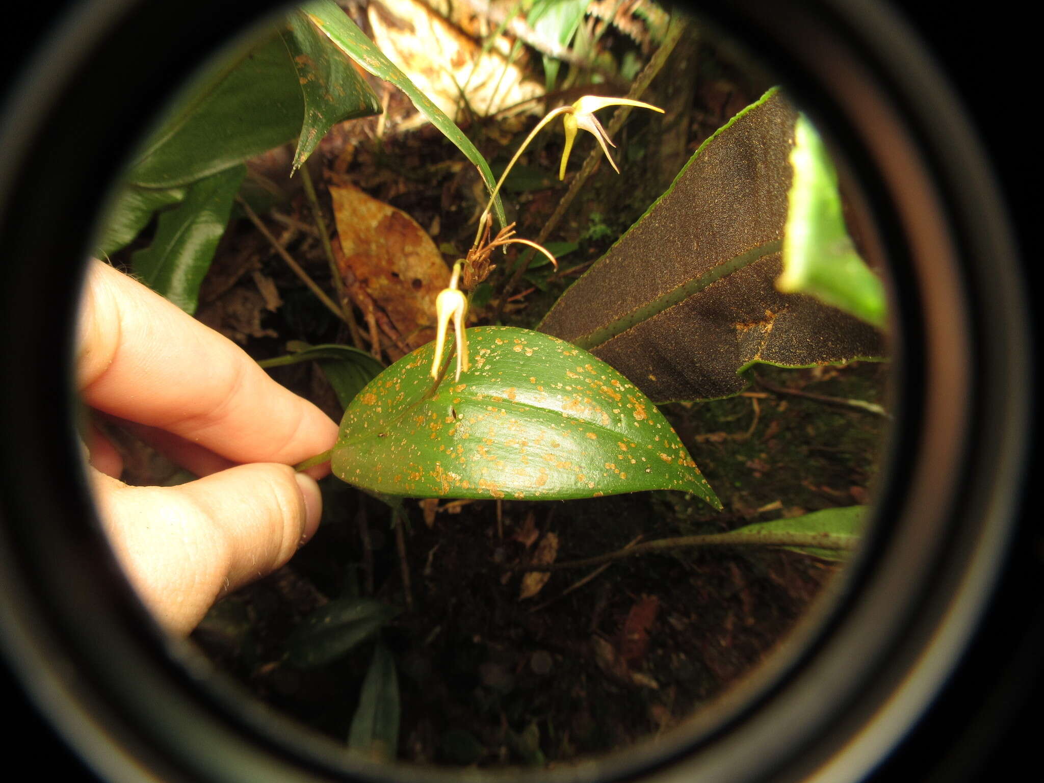 Imagem de Pleurothallis dunstervillei Foldats