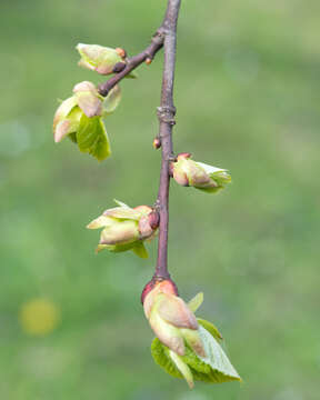 Image of American Basswood