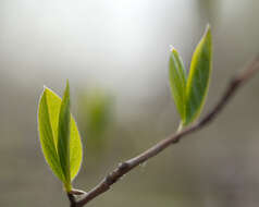 Image of Japanese stewartia