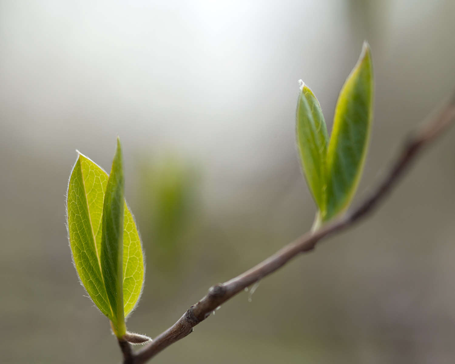 Imagem de Stewartia pseudocamellia Maxim.