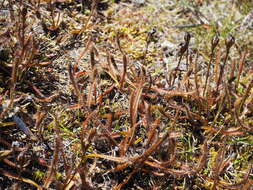 Image of Drosera arcturi Hook.