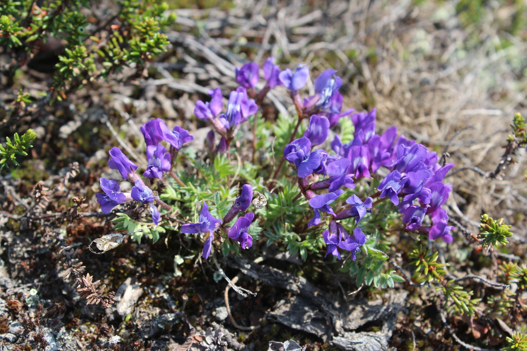 Image de Oxytropis revoluta Ledeb.