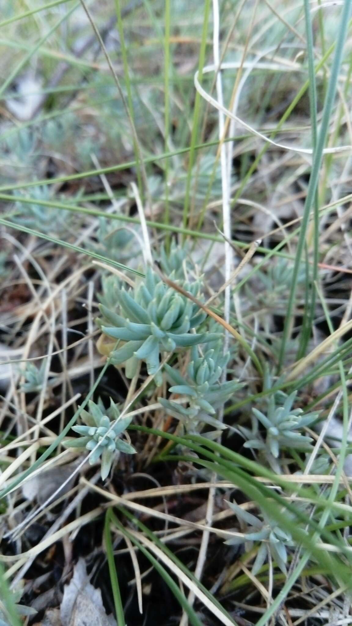 Image of Petrosedum rupestre (L.) P. Heath