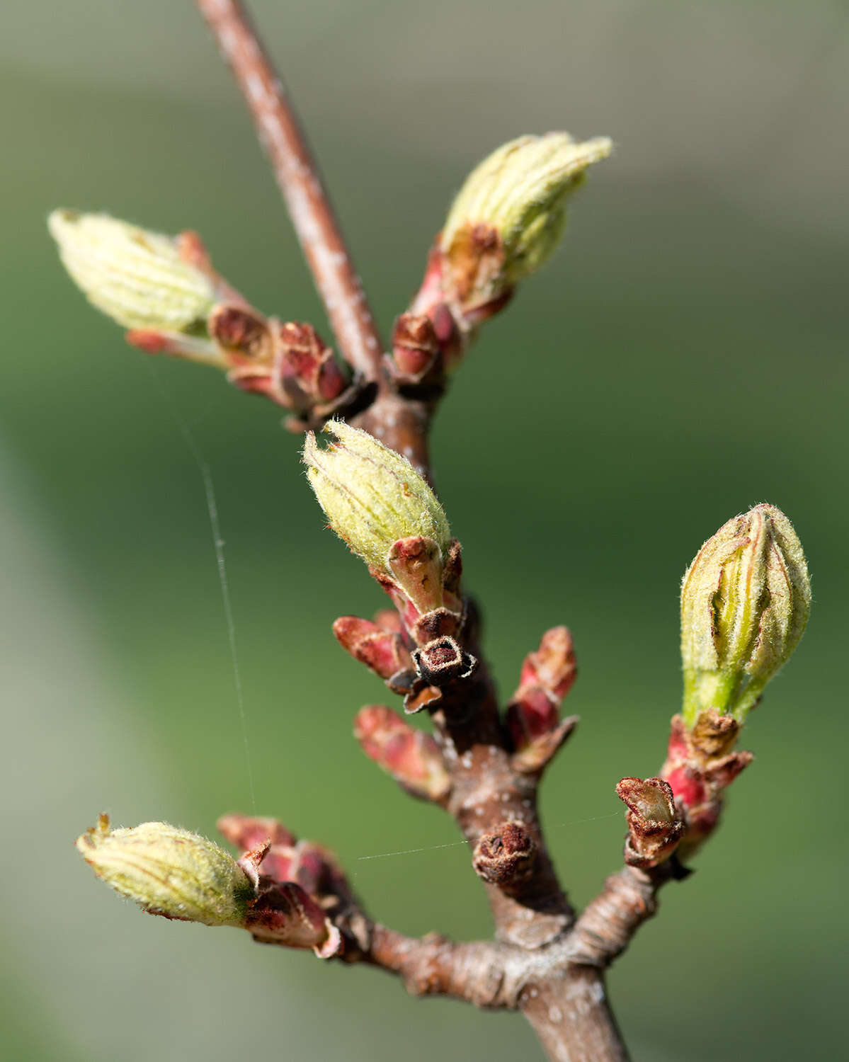 Image of Red Maple