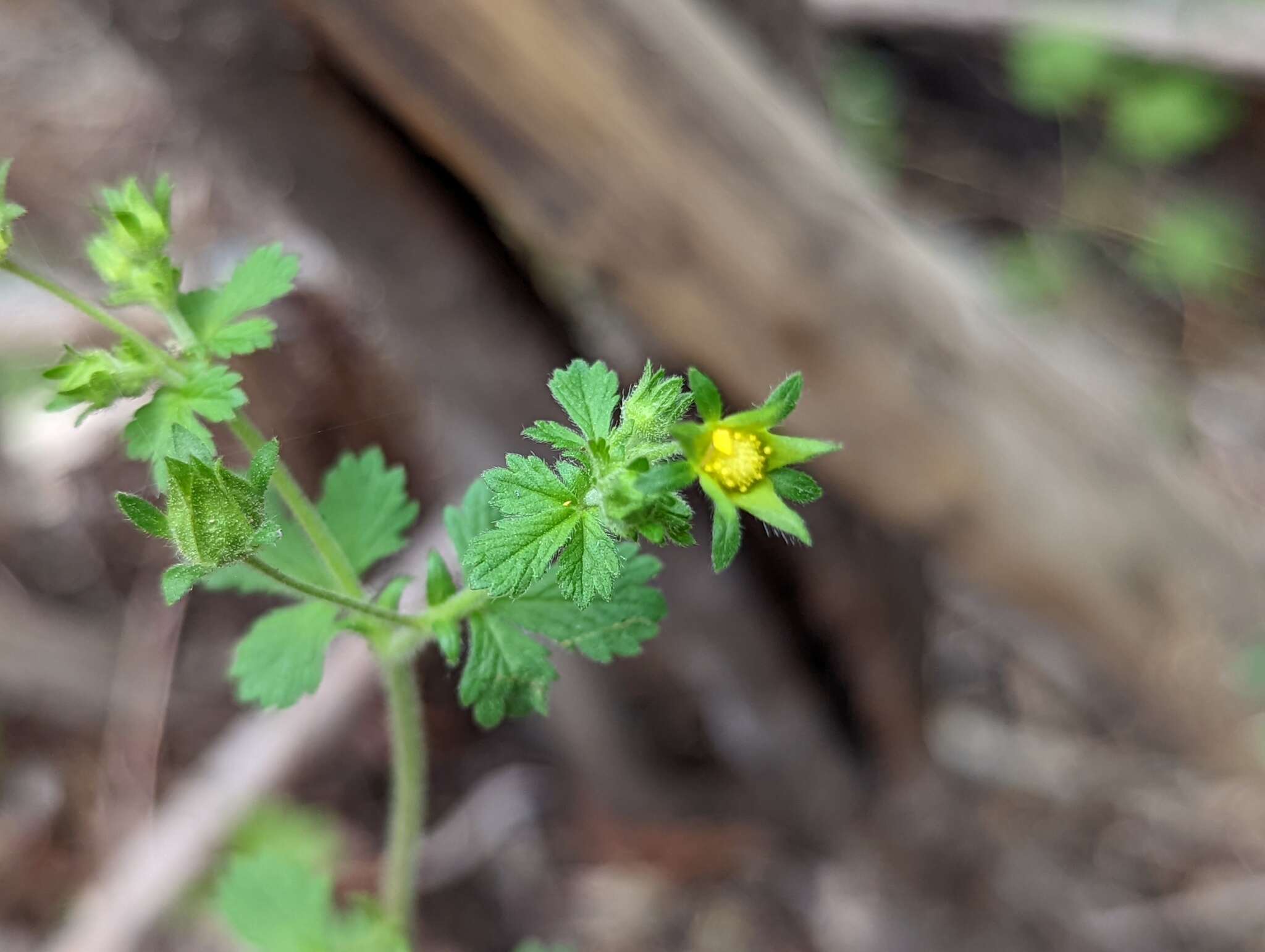 Image of biennial cinquefoil