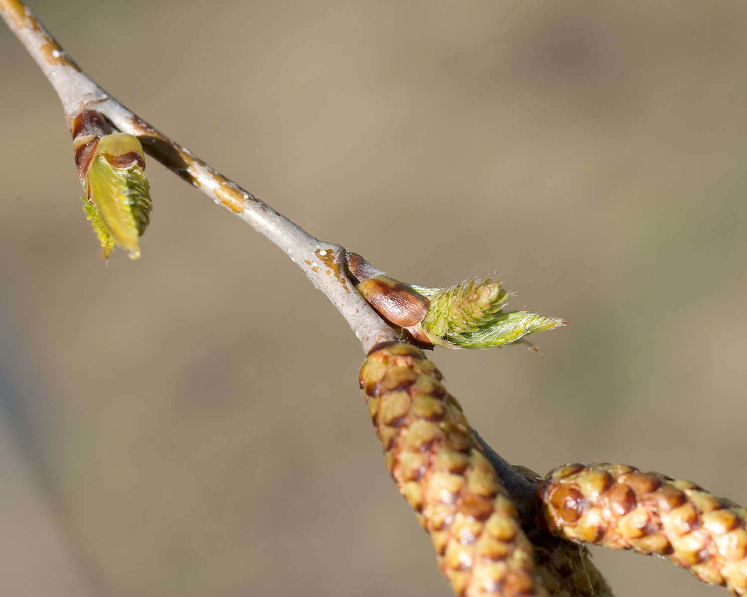 Image of Gray birch