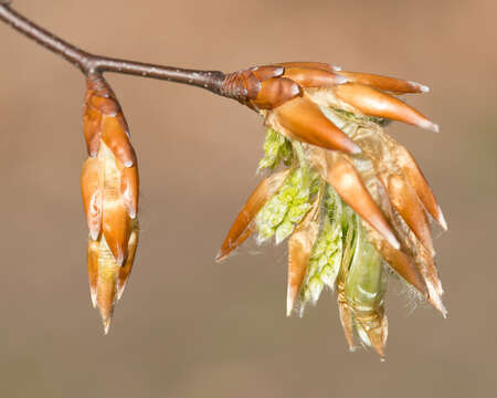 Image de Hêtre à grandes feuilles