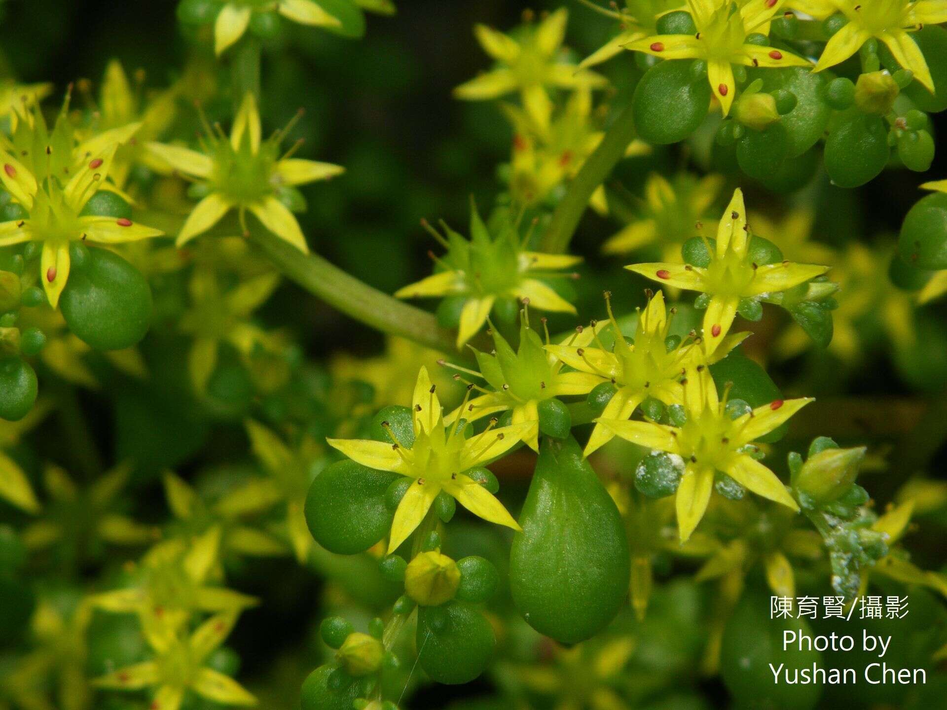 Sivun Sedum formosanum N. E. Br. kuva