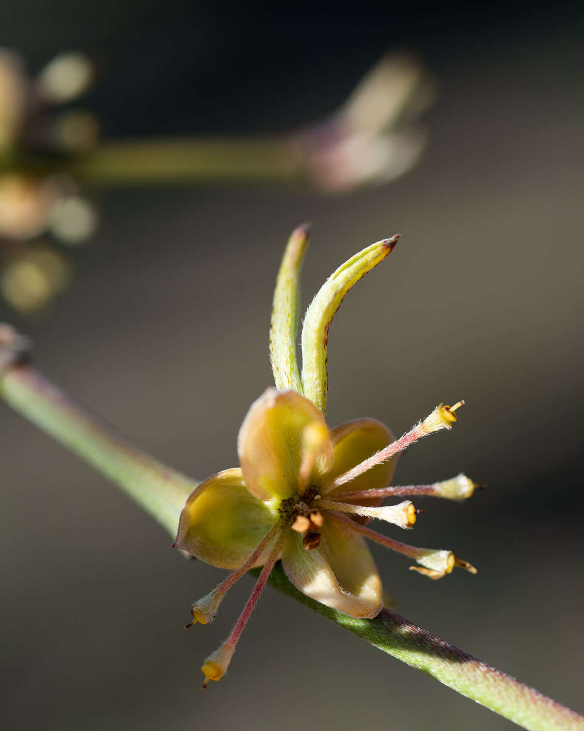 Plancia ëd Cornus officinalis Siebold & Zucc.