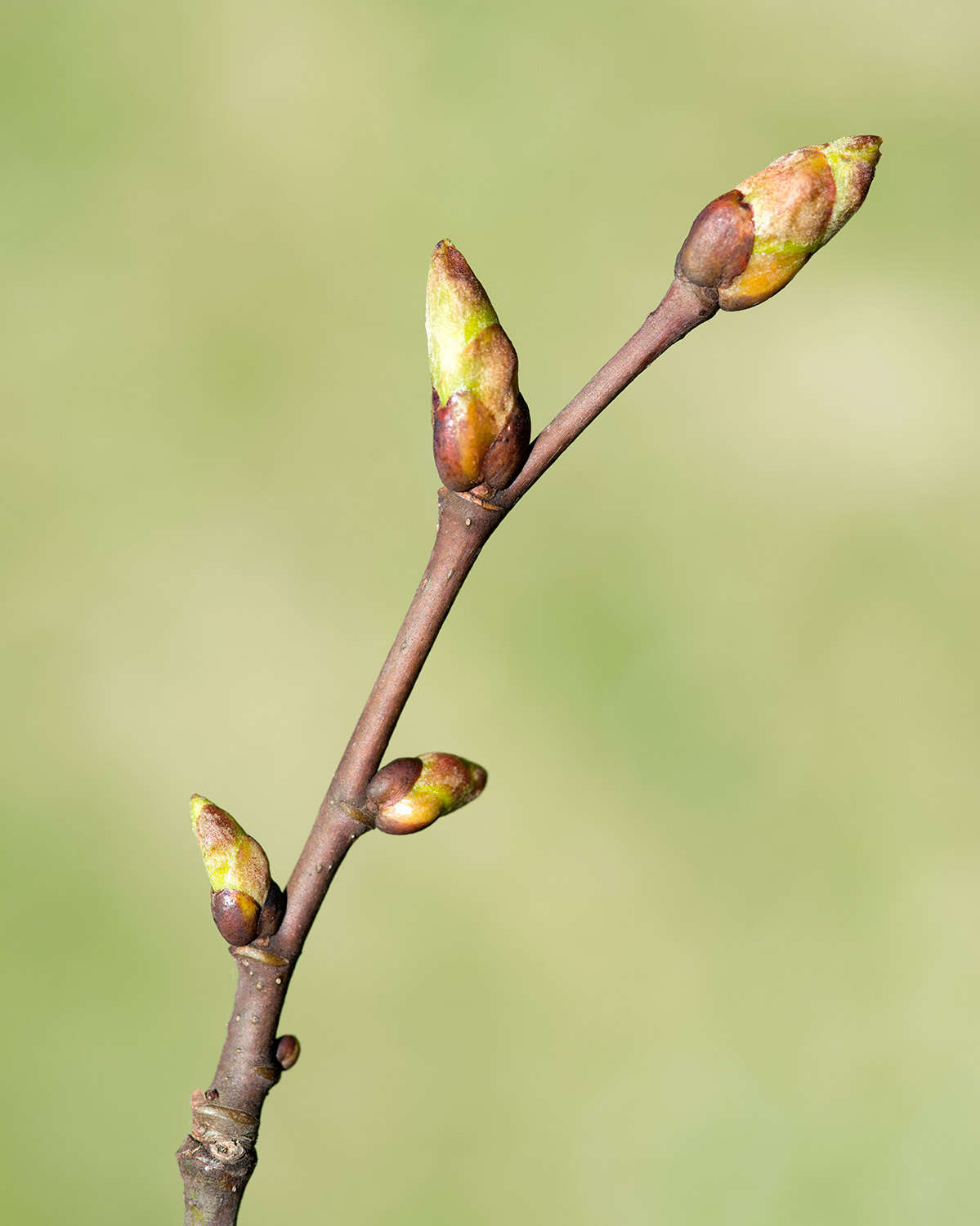 Image of American Basswood