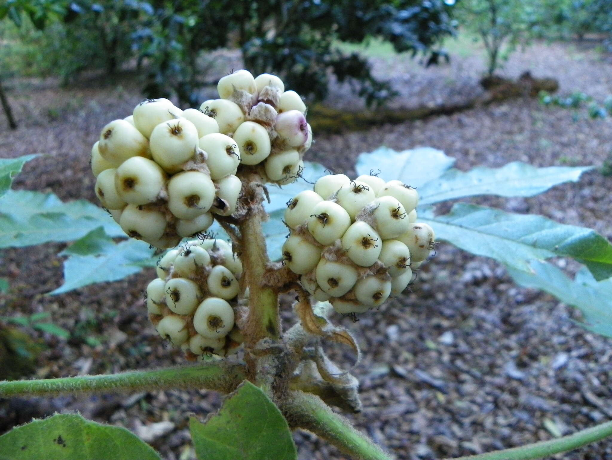 Image of Oreopanax echinops (Schltdl. & Cham.) Decne. & Planch.