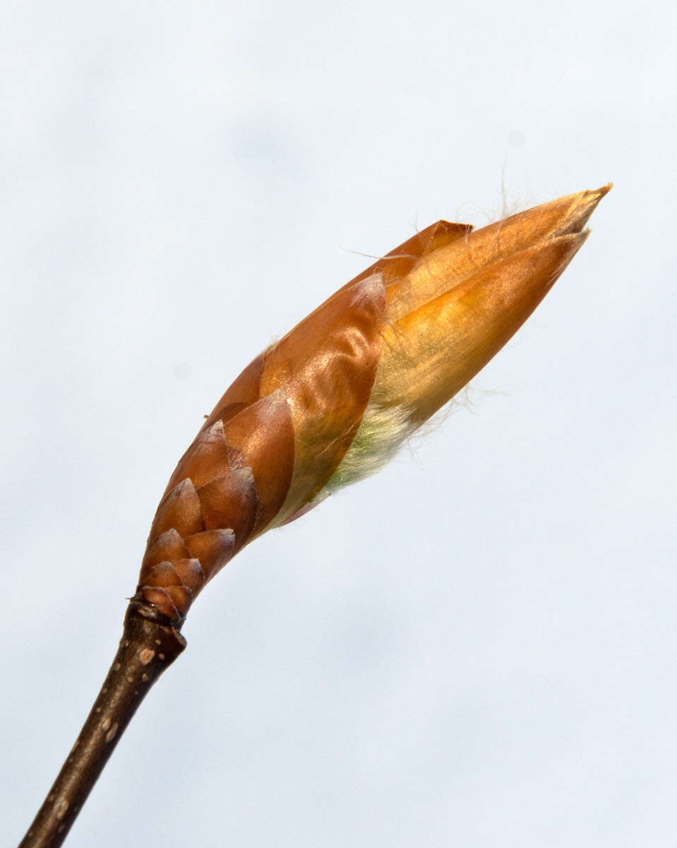 Image de Hêtre à grandes feuilles