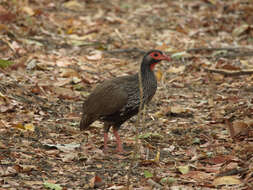 Image of Red-necked Francolin