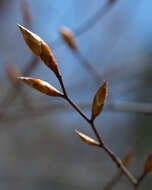 Image de Hêtre à grandes feuilles