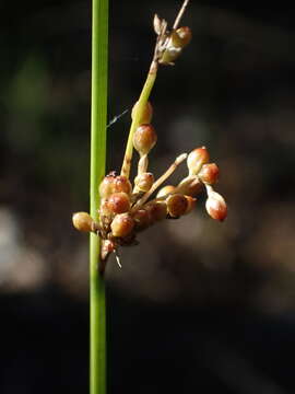 Imagem de Juncus usitatus L. A. S. Johnson