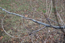 Image of shellbark hickory