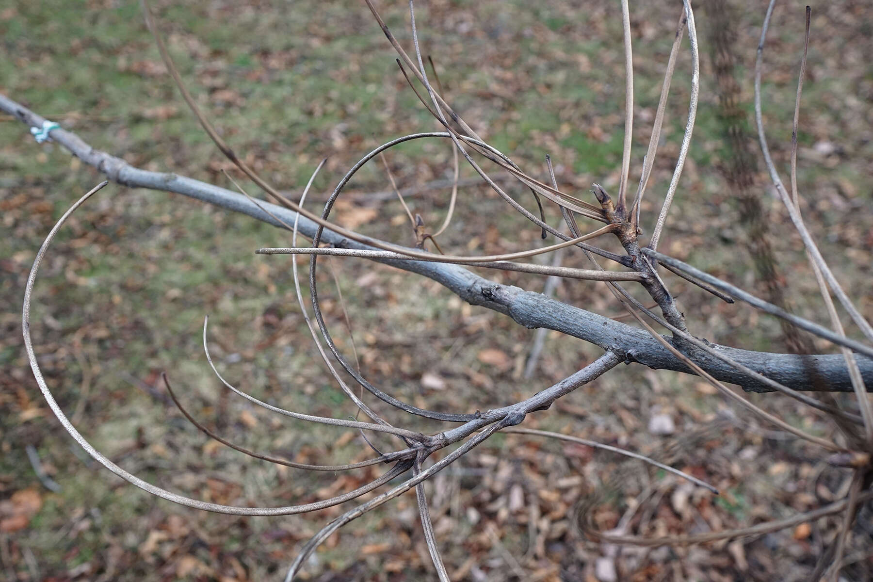 Image of shellbark hickory