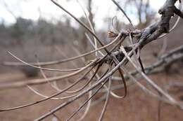 Image of shellbark hickory