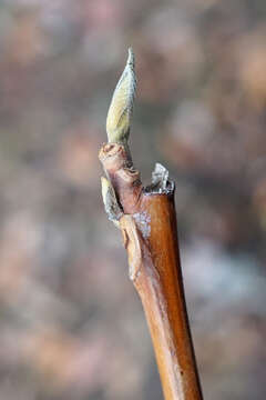 Imagem de Pterostyrax hispidus Sieb. & Zucc.