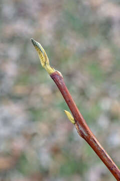 Imagem de Pterostyrax hispidus Sieb. & Zucc.