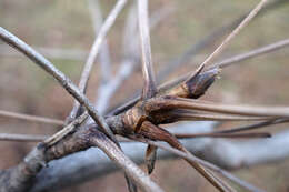 Image of shellbark hickory