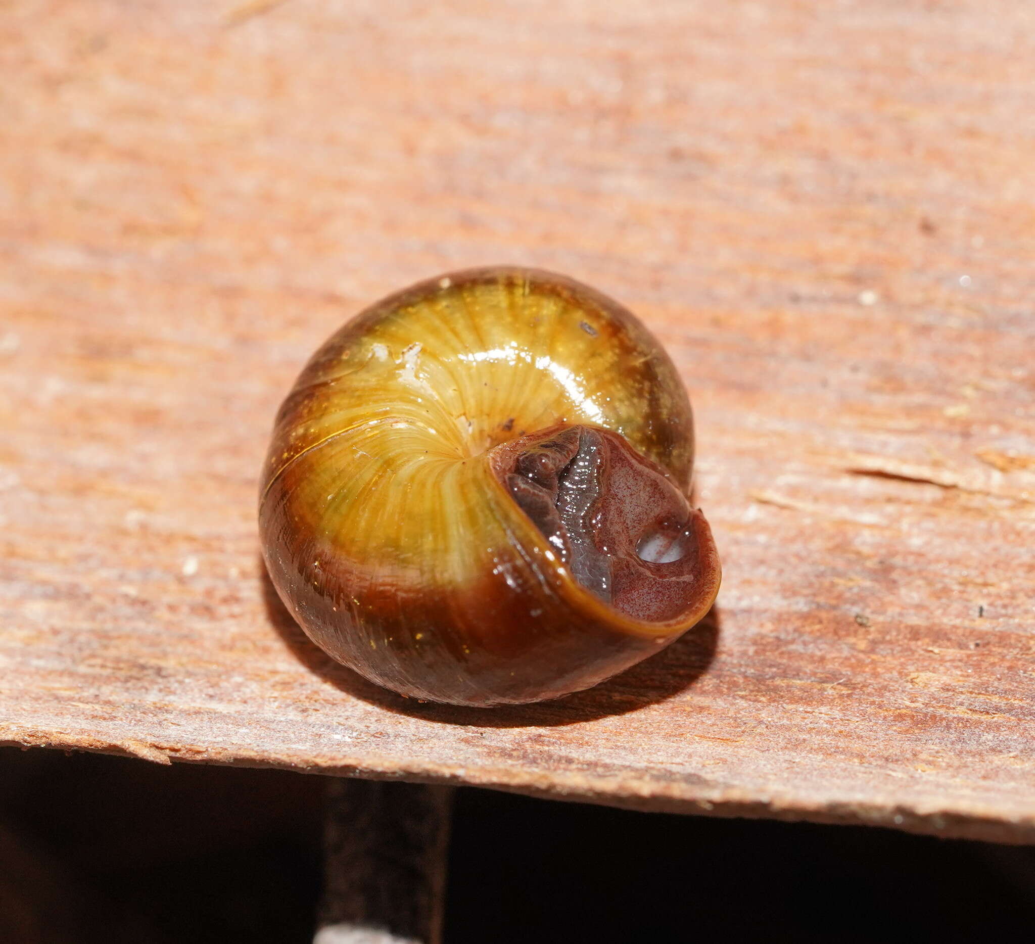 Image of Emmalena tumidula (Iredale 1937)