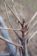 Image of shellbark hickory