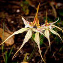 Caladenia triangularis R. S. Rogers的圖片