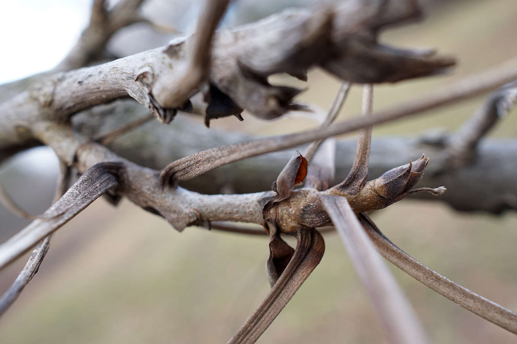 Image of shellbark hickory