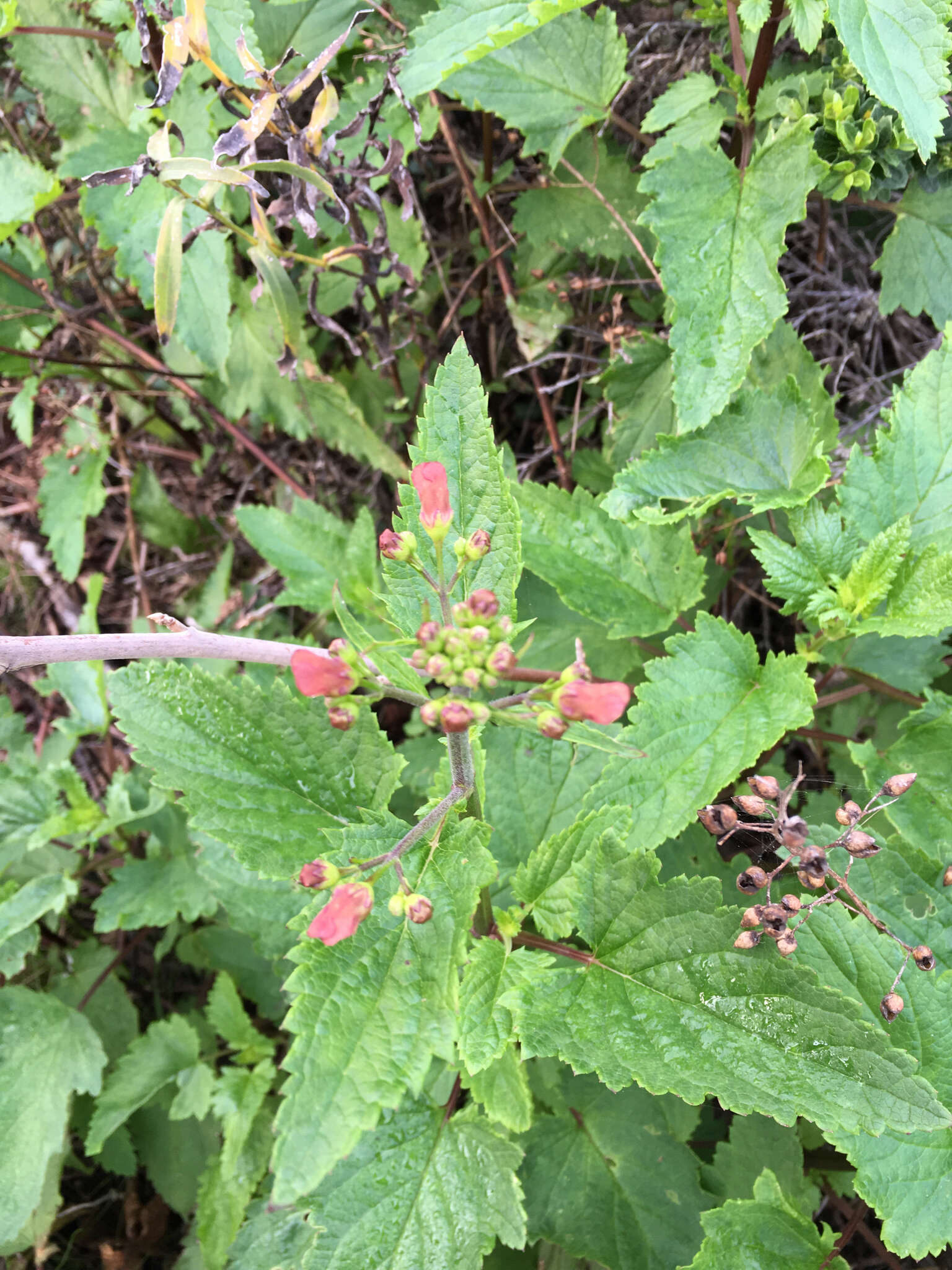 Image of California bee plant