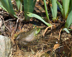 Слика од Lithobates catesbeianus (Shaw 1802)