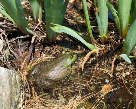 Image of American Bullfrog