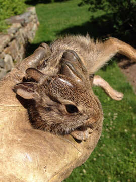 Image of eastern cottontail