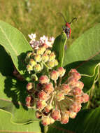 Imagem de Asclepias syriaca L.