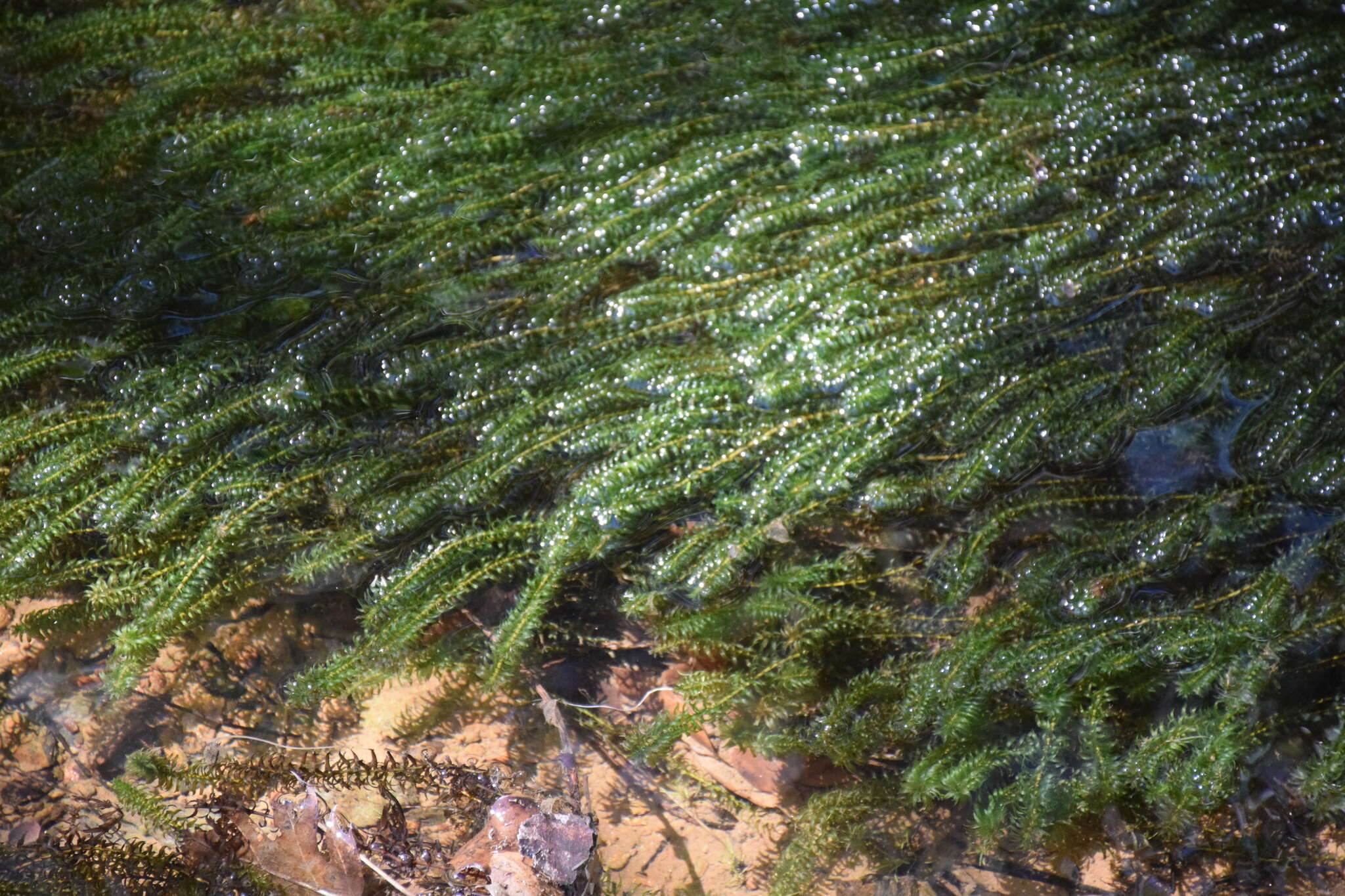 Image of American Pondweed