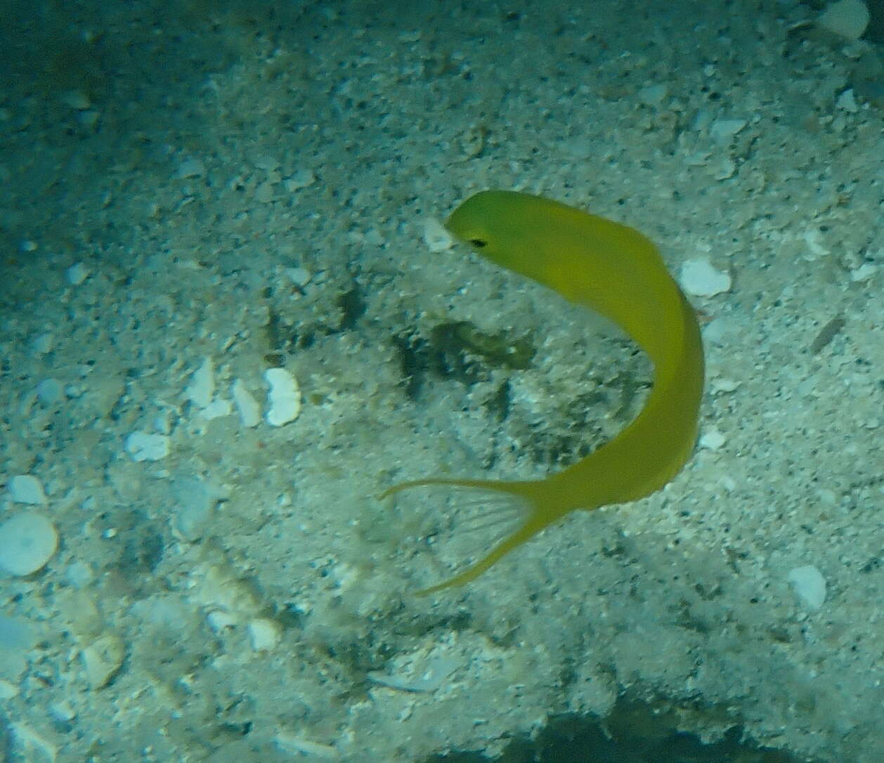 Image of Canary fangblenny