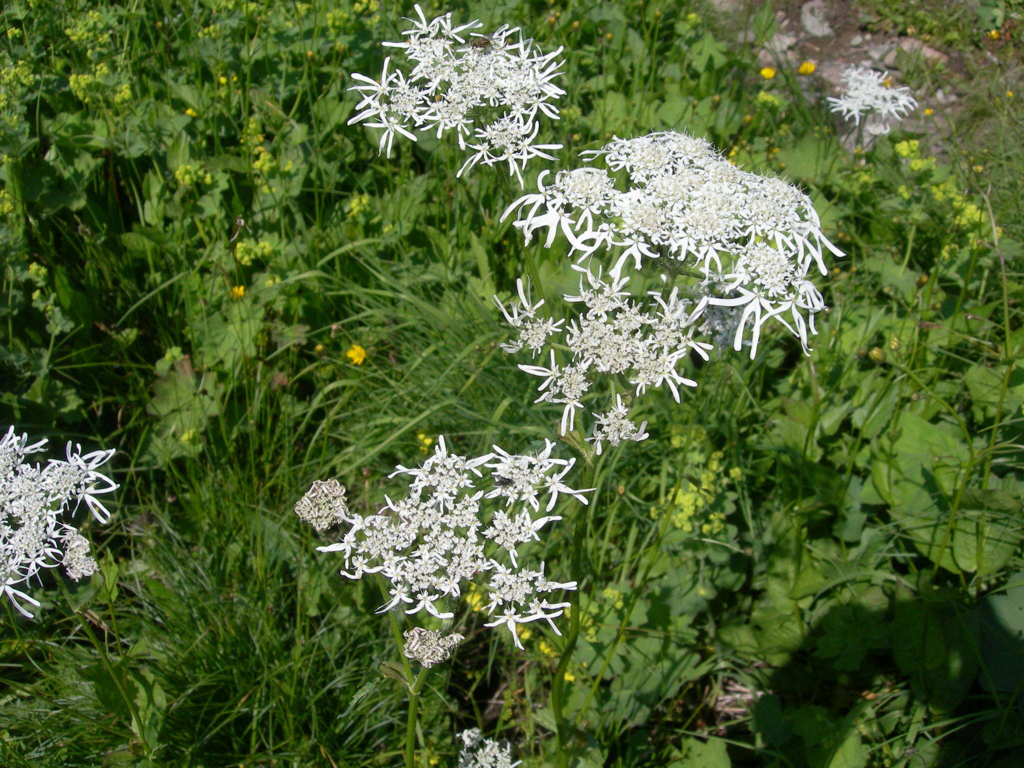 صورة Heracleum apiifolium Boiss.