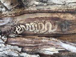 Image of Emerald ash borer