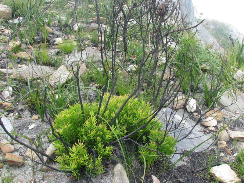 Image of Common Sunshine Conebush