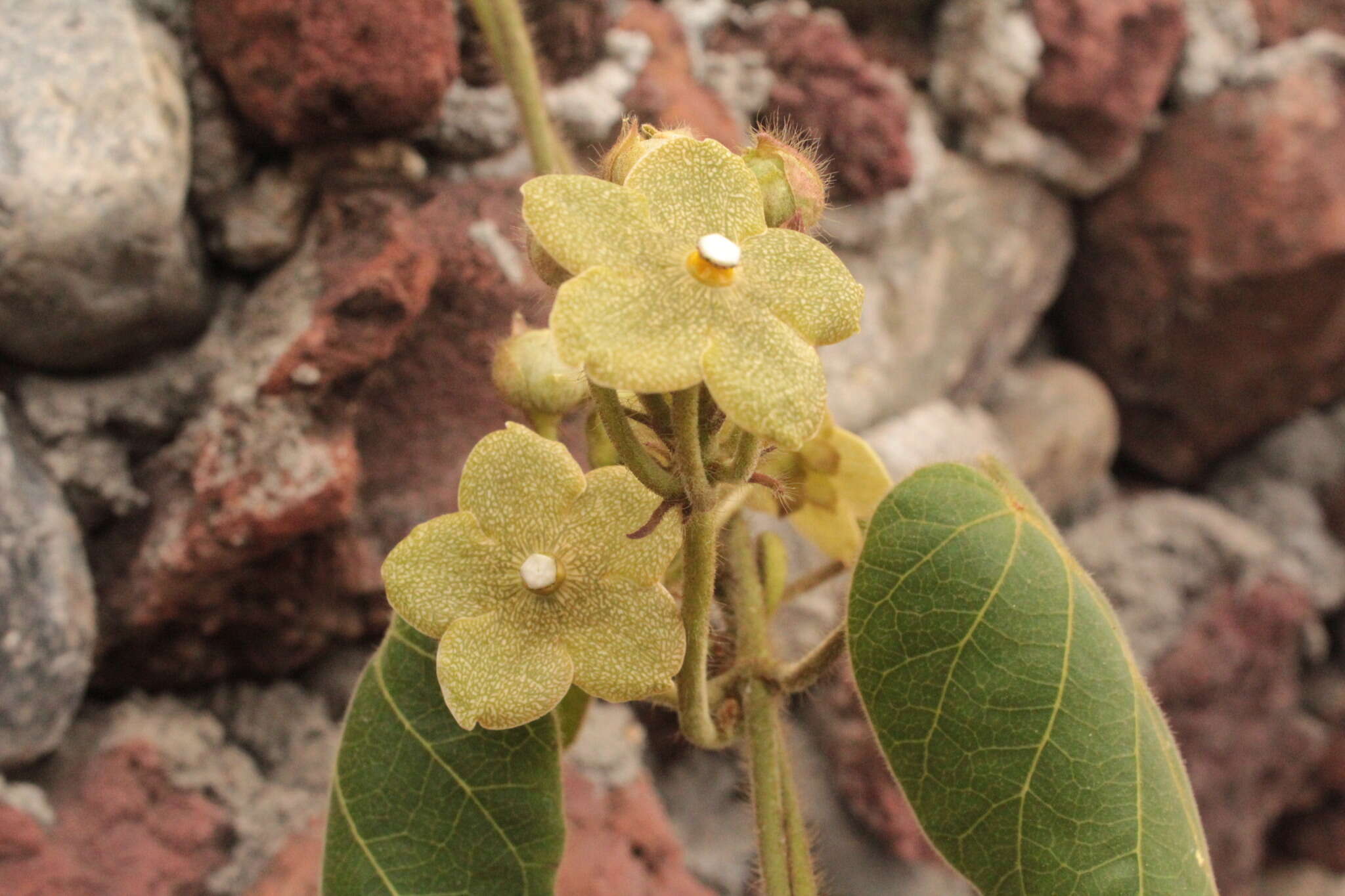 Image of Matelea velutina (Schltdl.) R. E. Woodson