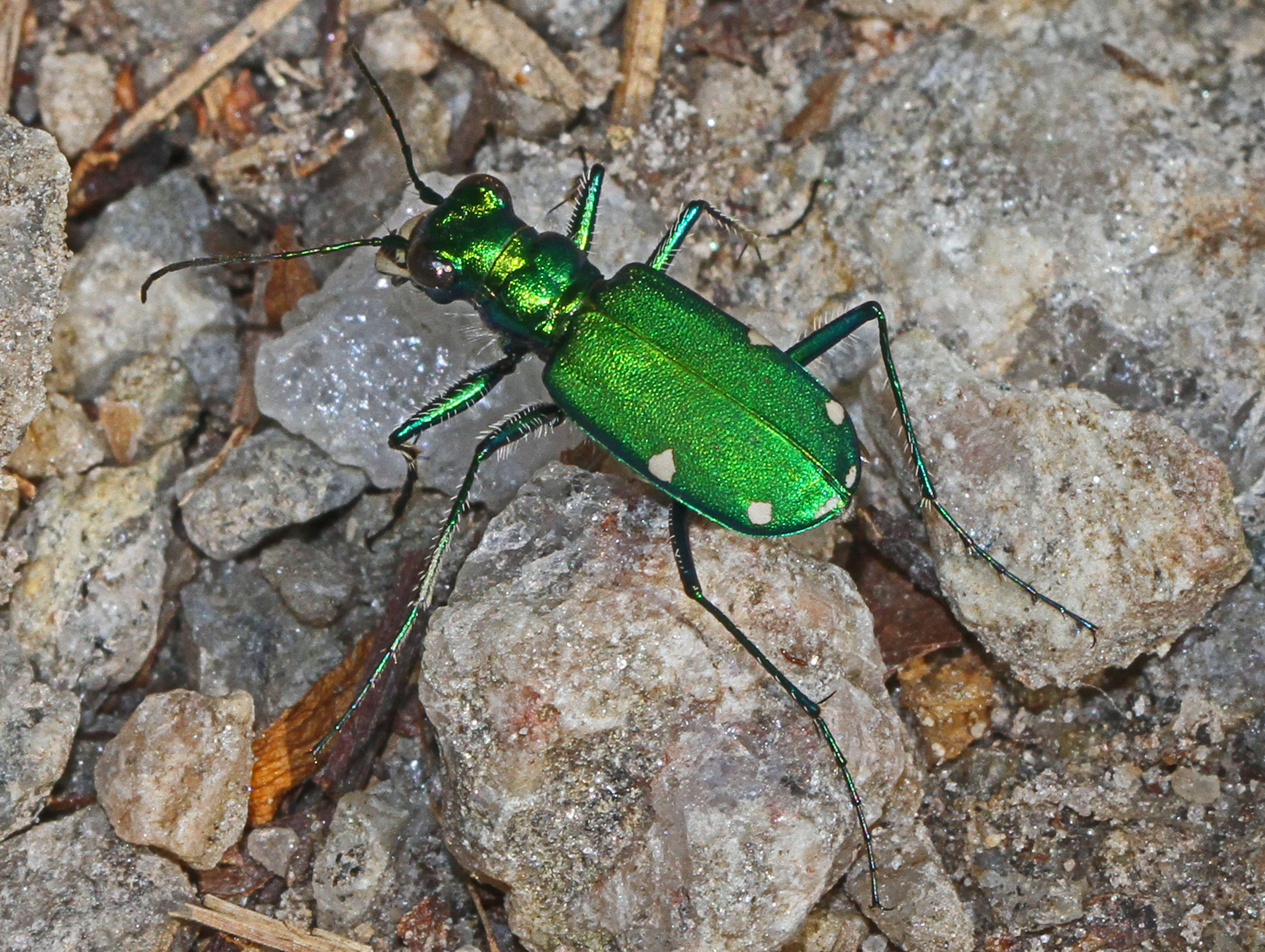 Image of Six Spotted Tiger Beetle